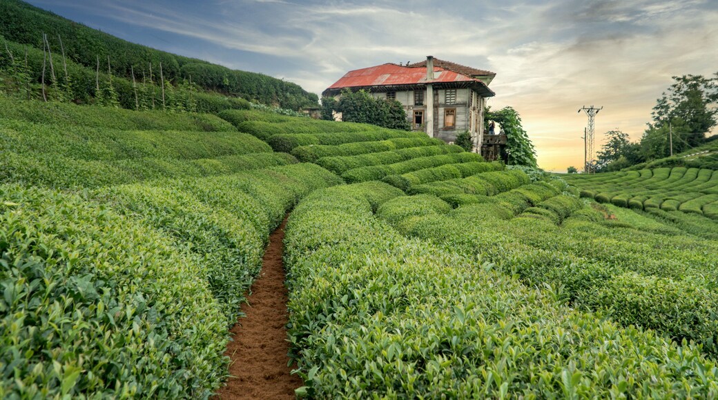 Rize, Turkey - July 2017: Tea plantation near Blacksea Karadeniz Rize