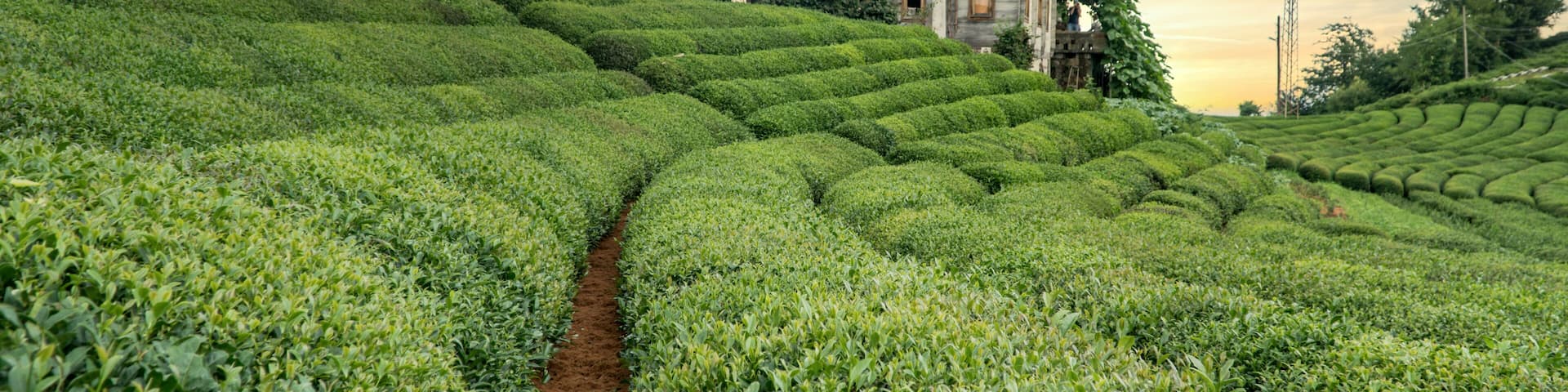 Rize, Turkey - July 2017: Tea plantation near Blacksea Karadeniz Rize