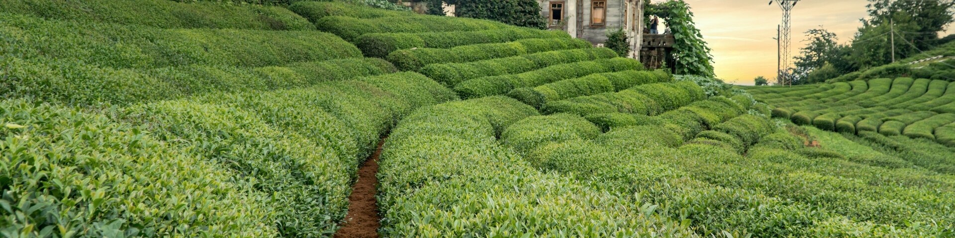 Rize, Turkey - July 2017: Tea plantation near Blacksea Karadeniz Rize