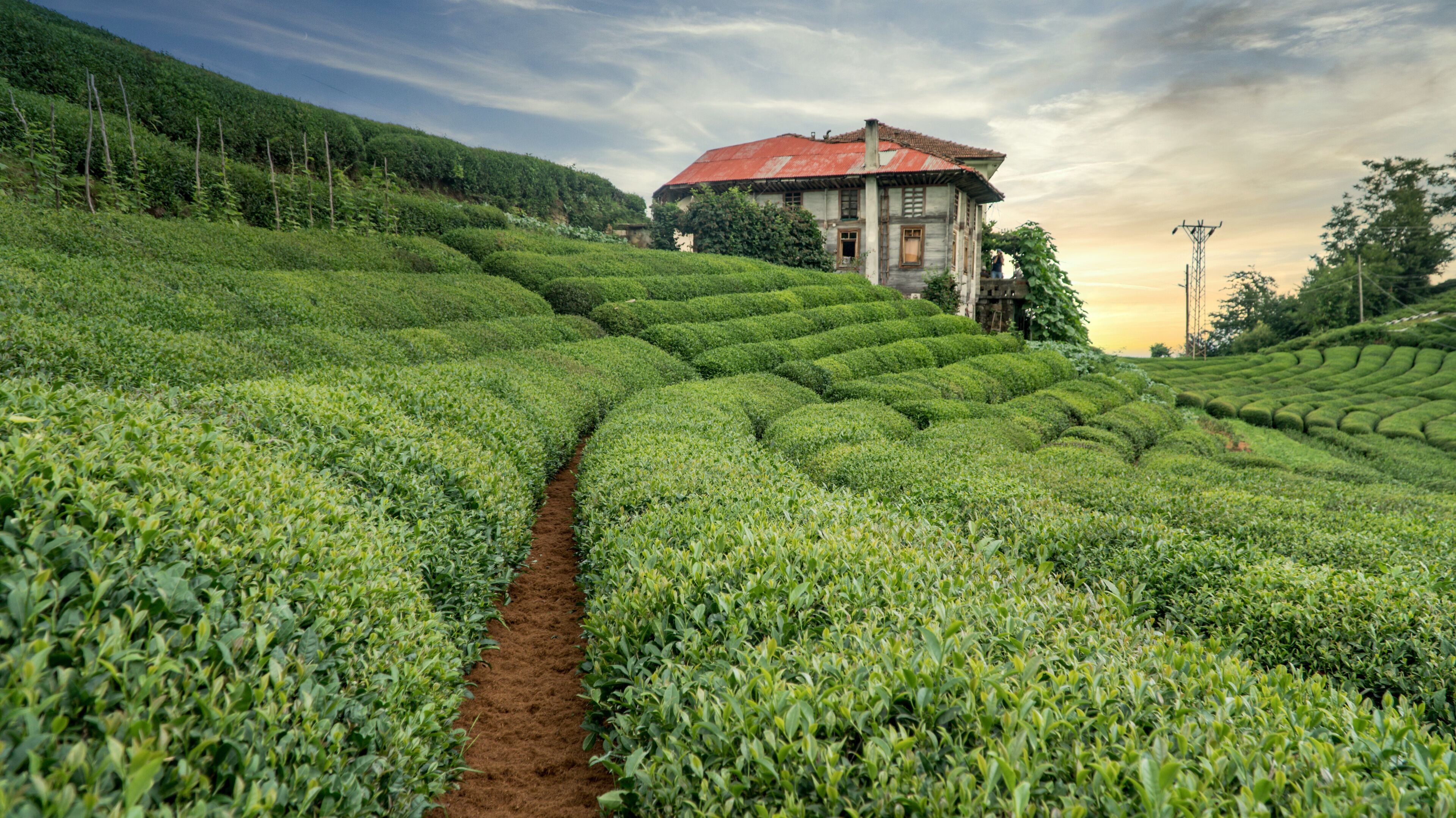A tea plantation with terraced rows of tea bushes and a rustic house with a red roof.