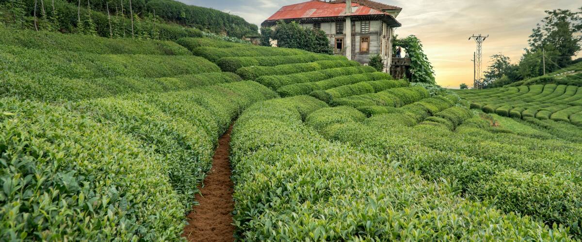 A tea plantation with terraced rows of tea bushes and a rustic house with a red roof.