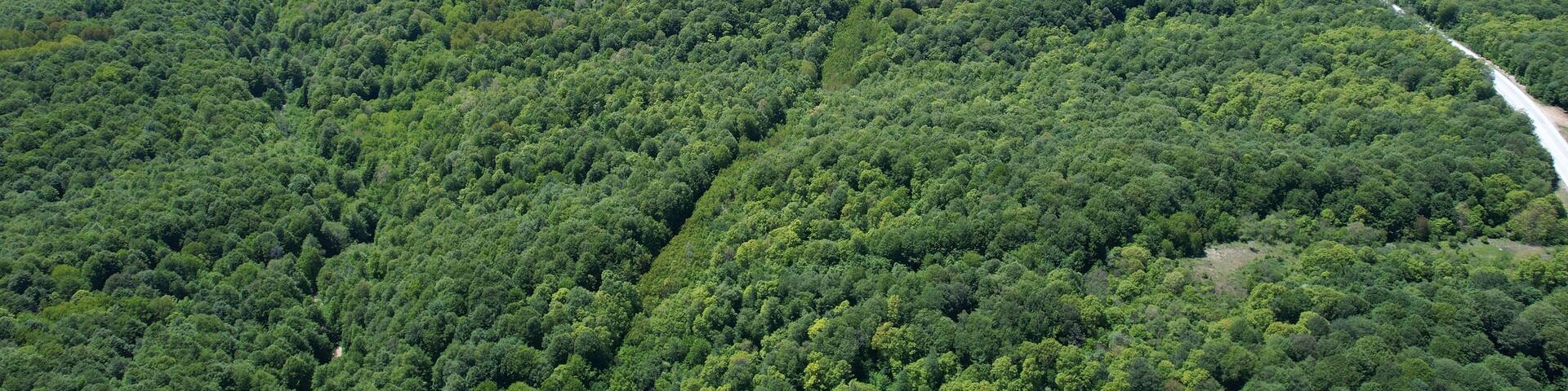 The Igneada Floodplain Forests National Park, aerial photography with drone, Kirklareli, Turkey