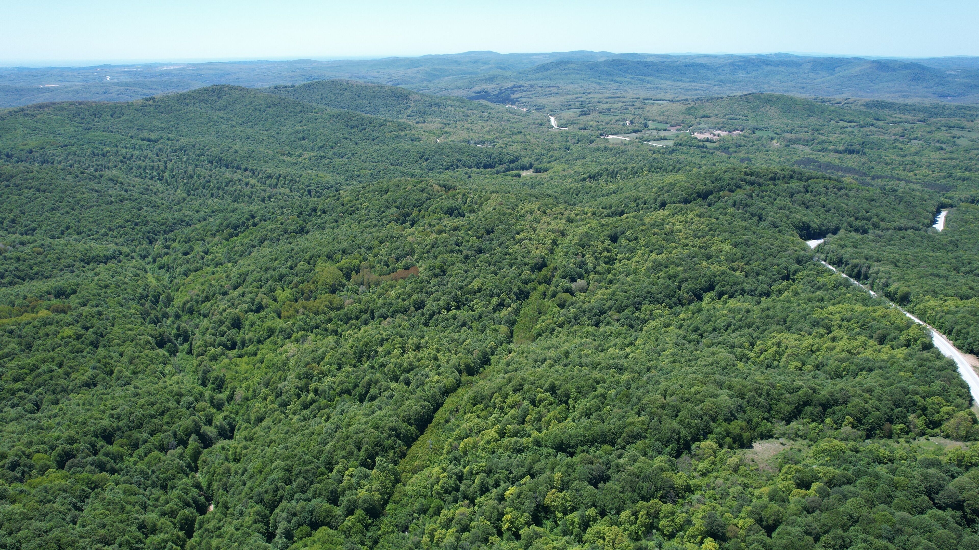 A dense forest with a winding road cutting through it.