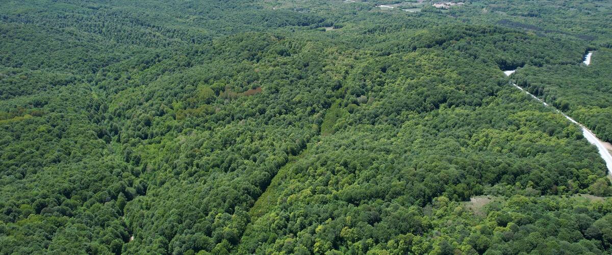 A dense forest with a winding road cutting through it.