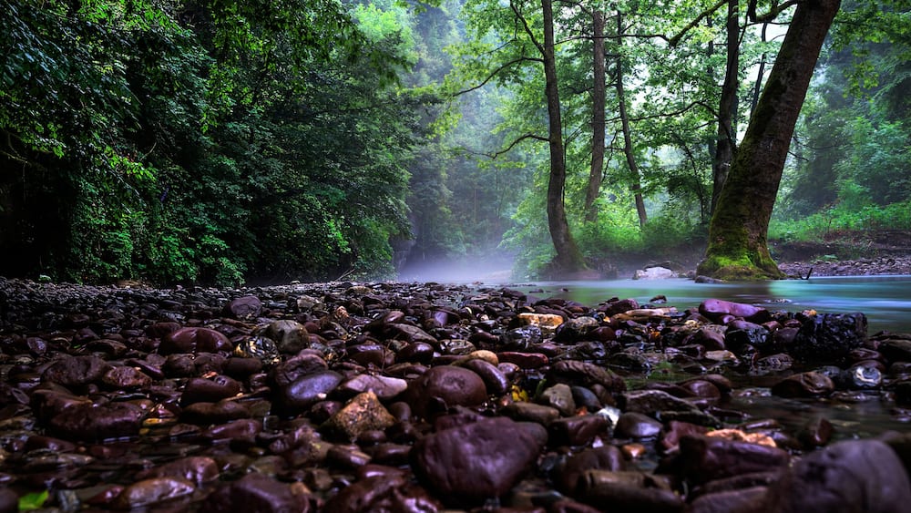 A forest with a rocky streambed and dense greenery.