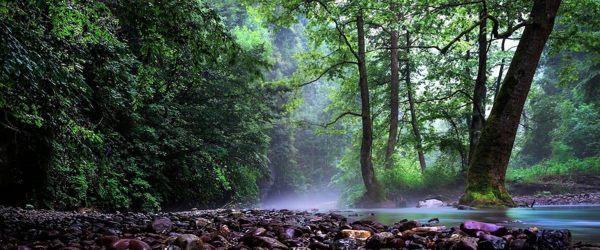 A forest with a rocky streambed and dense greenery.