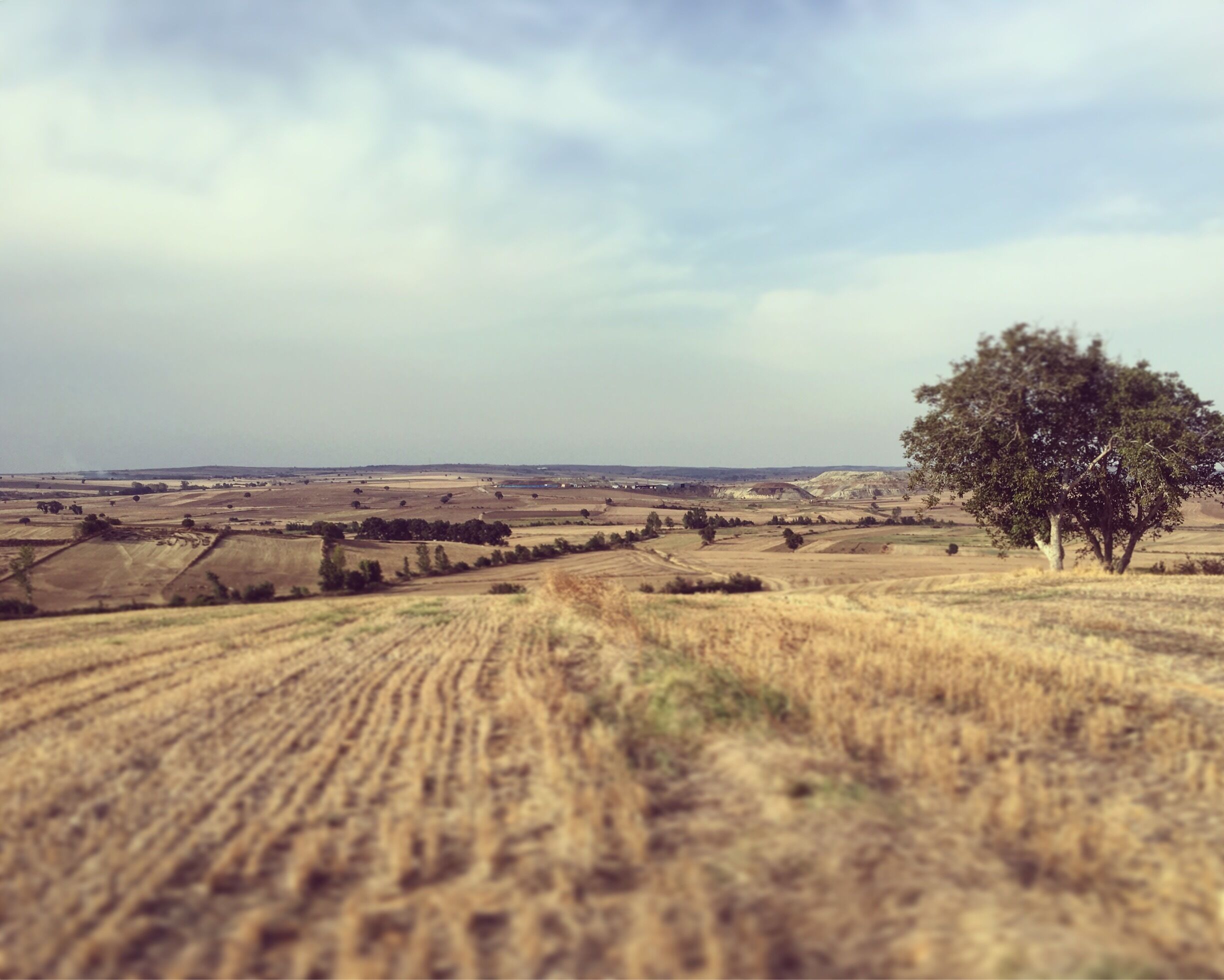 A rural landscape with rolling fields, a solitary tree, and distant hills under a cloudy sky.