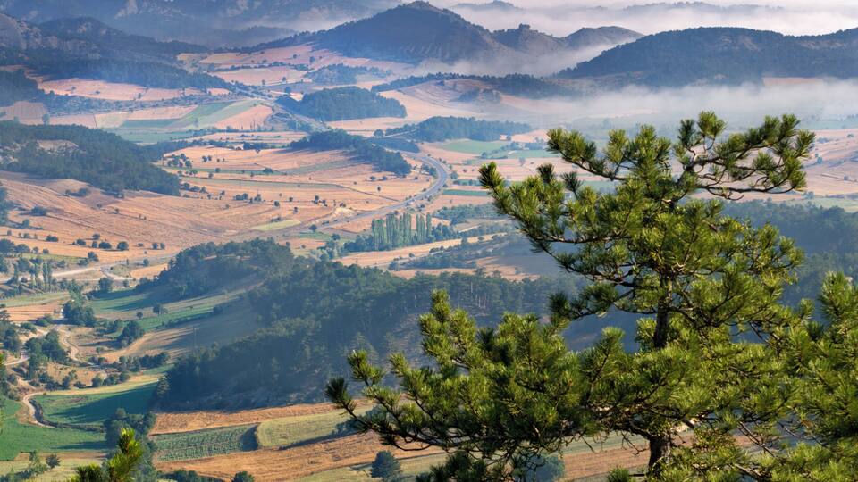 A mountainous landscape with fields, roads, and a pine tree in the foreground.