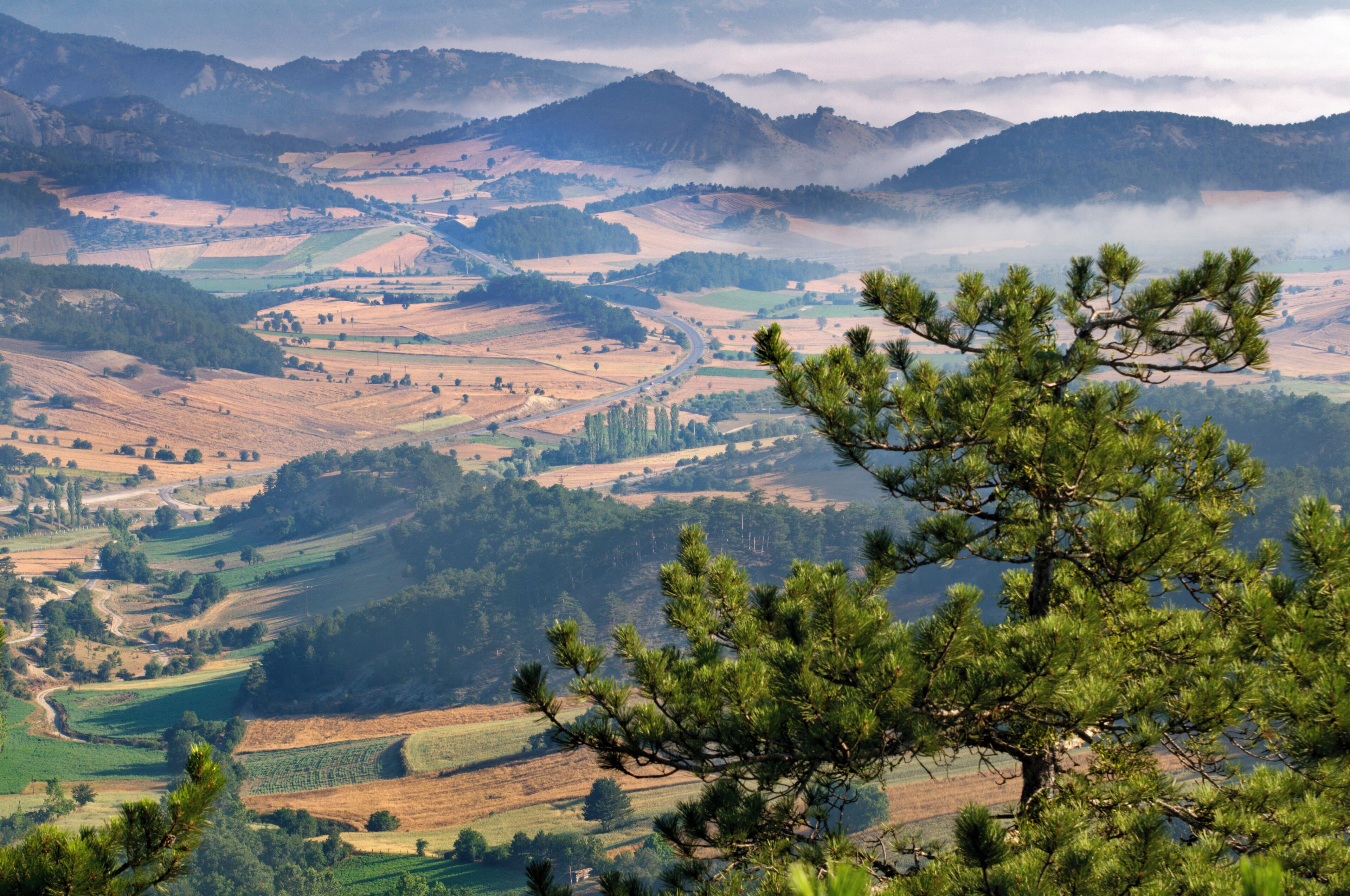 A mountainous landscape with fields, roads, and a pine tree in the foreground.