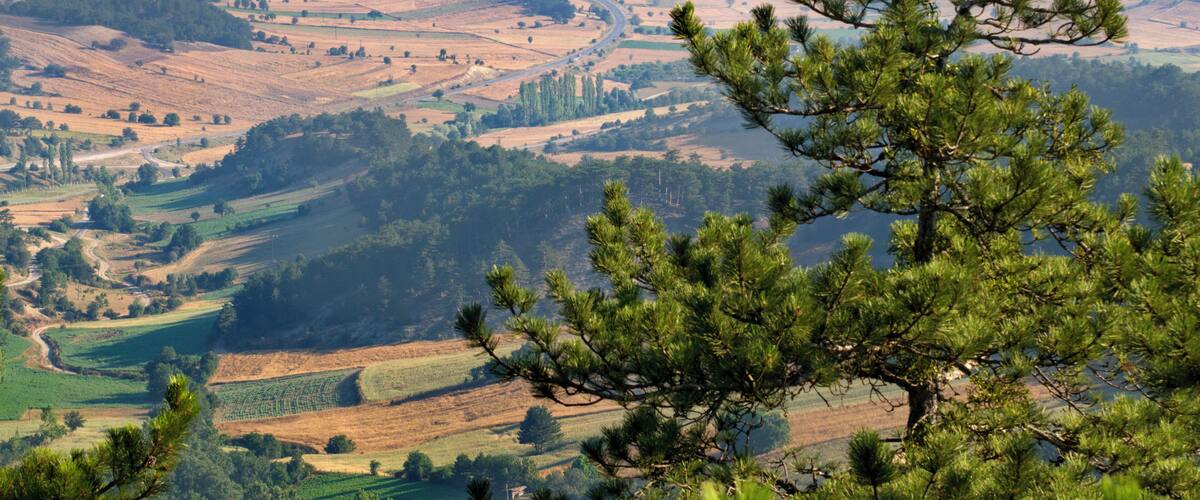 A mountainous landscape with fields, roads, and a pine tree in the foreground.