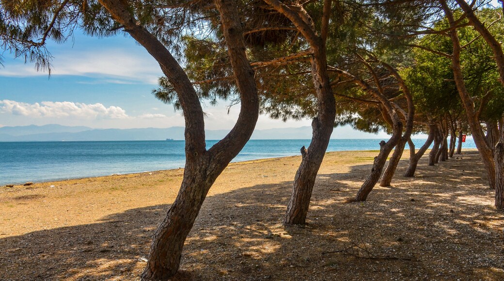 sand and pines on Çamlık Plaj scenic beach and Marmara sea near Kapakli (Yalova province, Turkey)