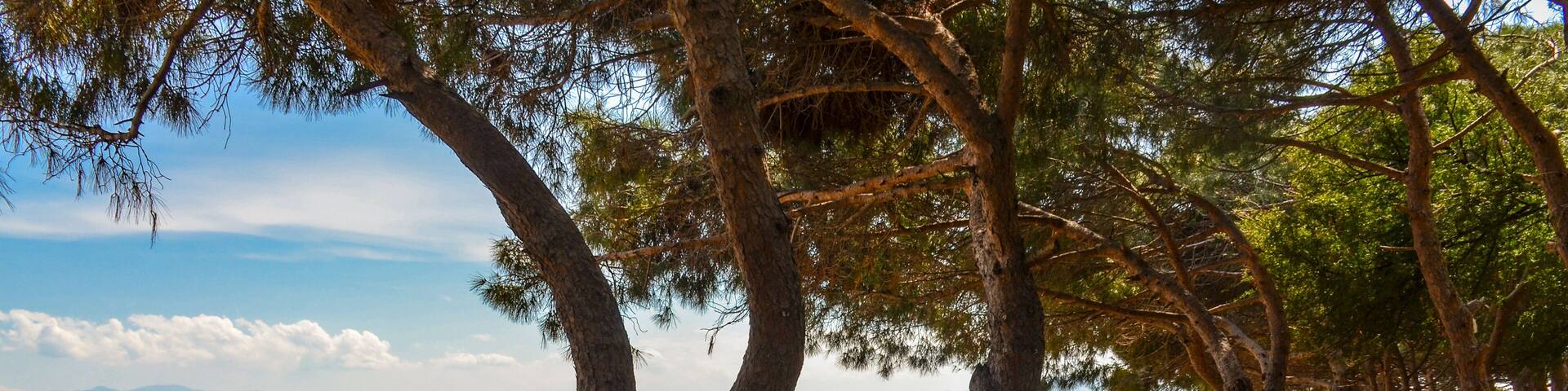 sand and pines on Çamlık Plaj scenic beach and Marmara sea near Kapakli (Yalova province, Turkey)