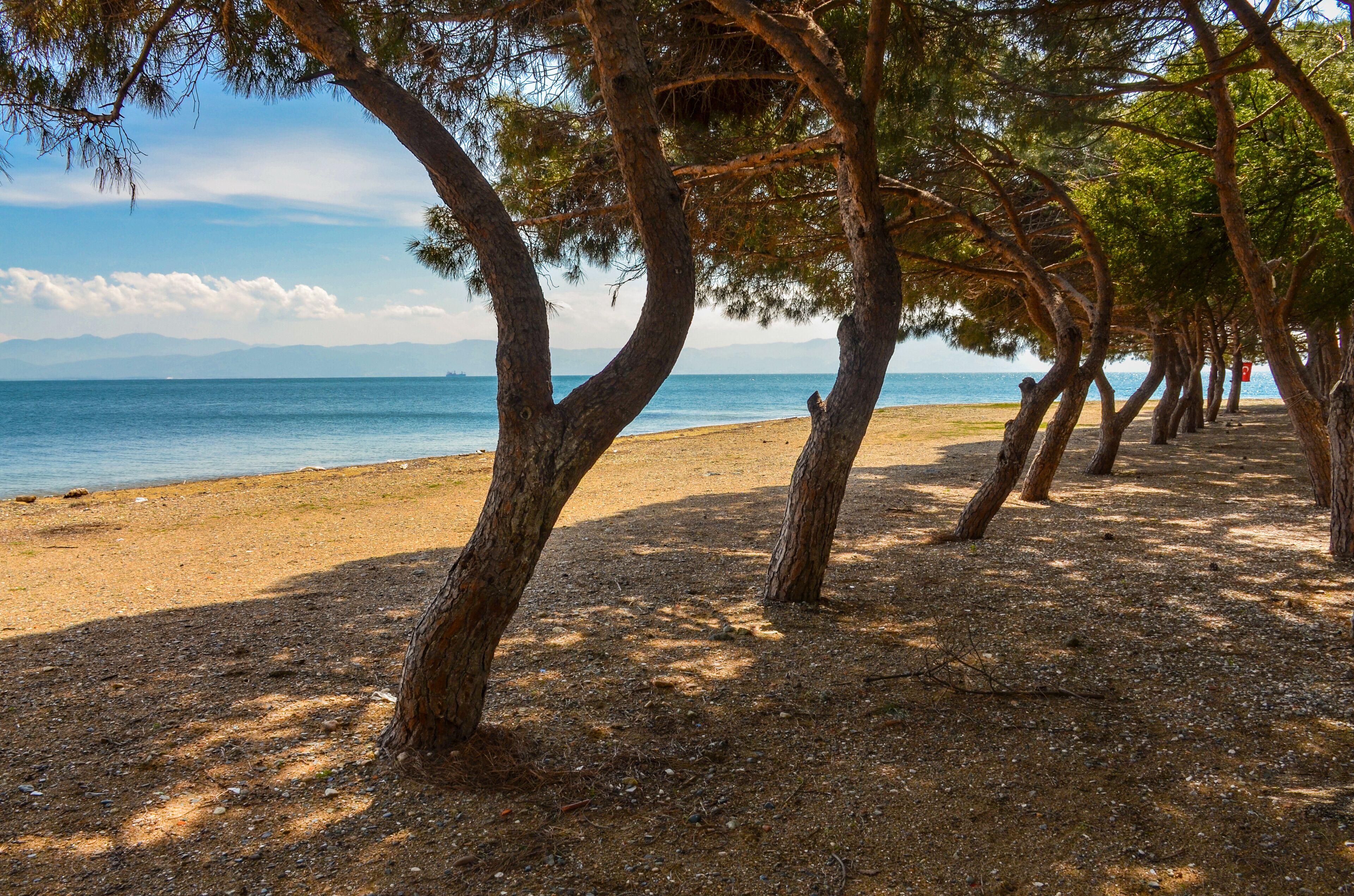A beach with trees and a clear view of the sea.