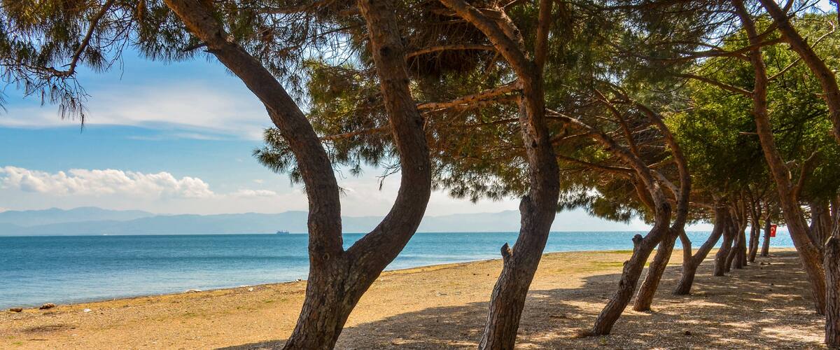 A beach with trees and a clear view of the sea.