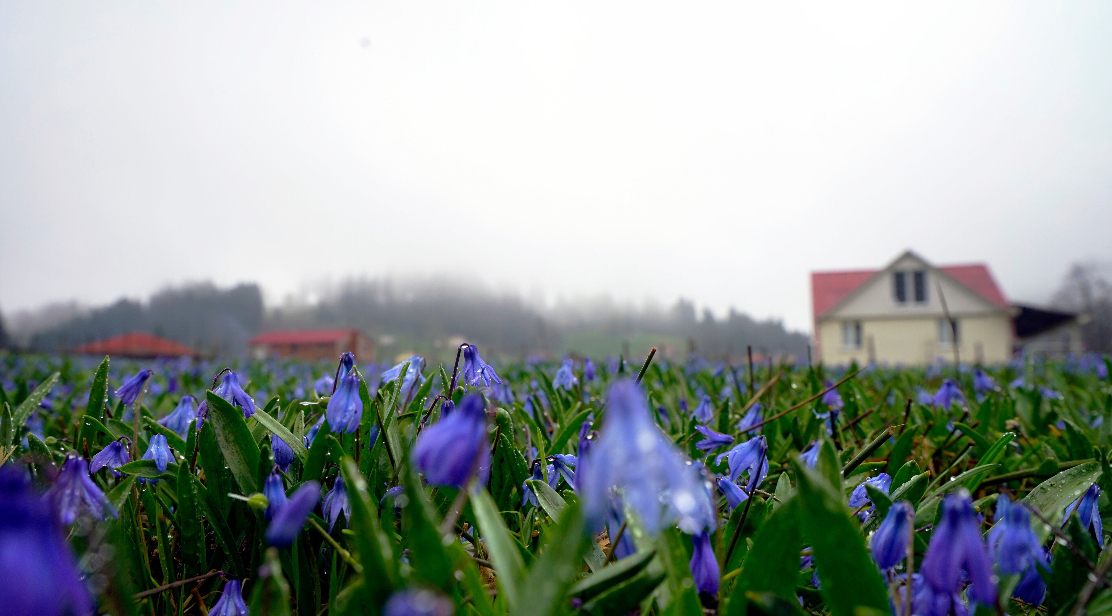 The Black Sea region in eastern Türkiye is famous for its high mountain plateaus, the most popular of which are the Uzungöl and Kadıralak plateaus 20.04.2025, Trabzon,Türkiye
