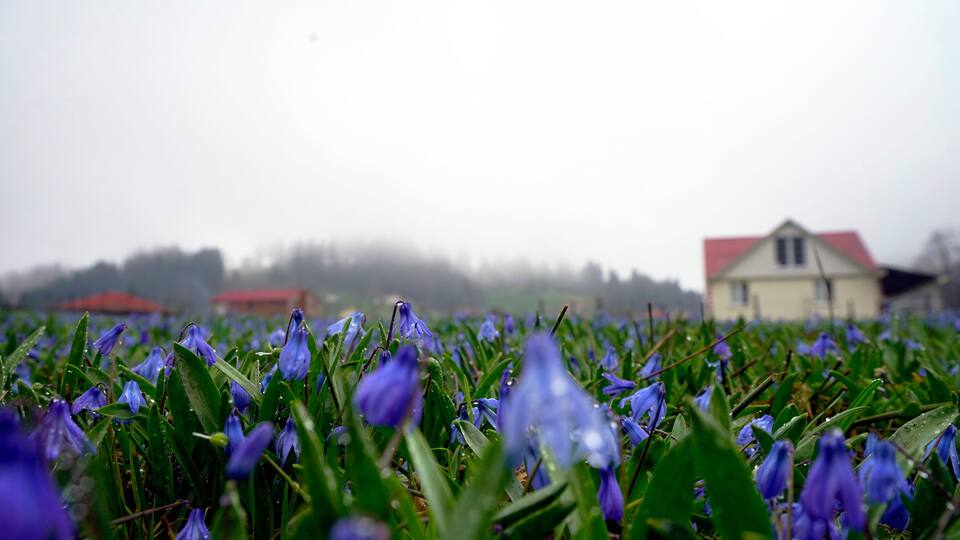 The Black Sea region in eastern Türkiye is famous for its high mountain plateaus, the most popular of which are the Uzungöl and Kadıralak plateaus 20.04.2025, Trabzon,Türkiye
