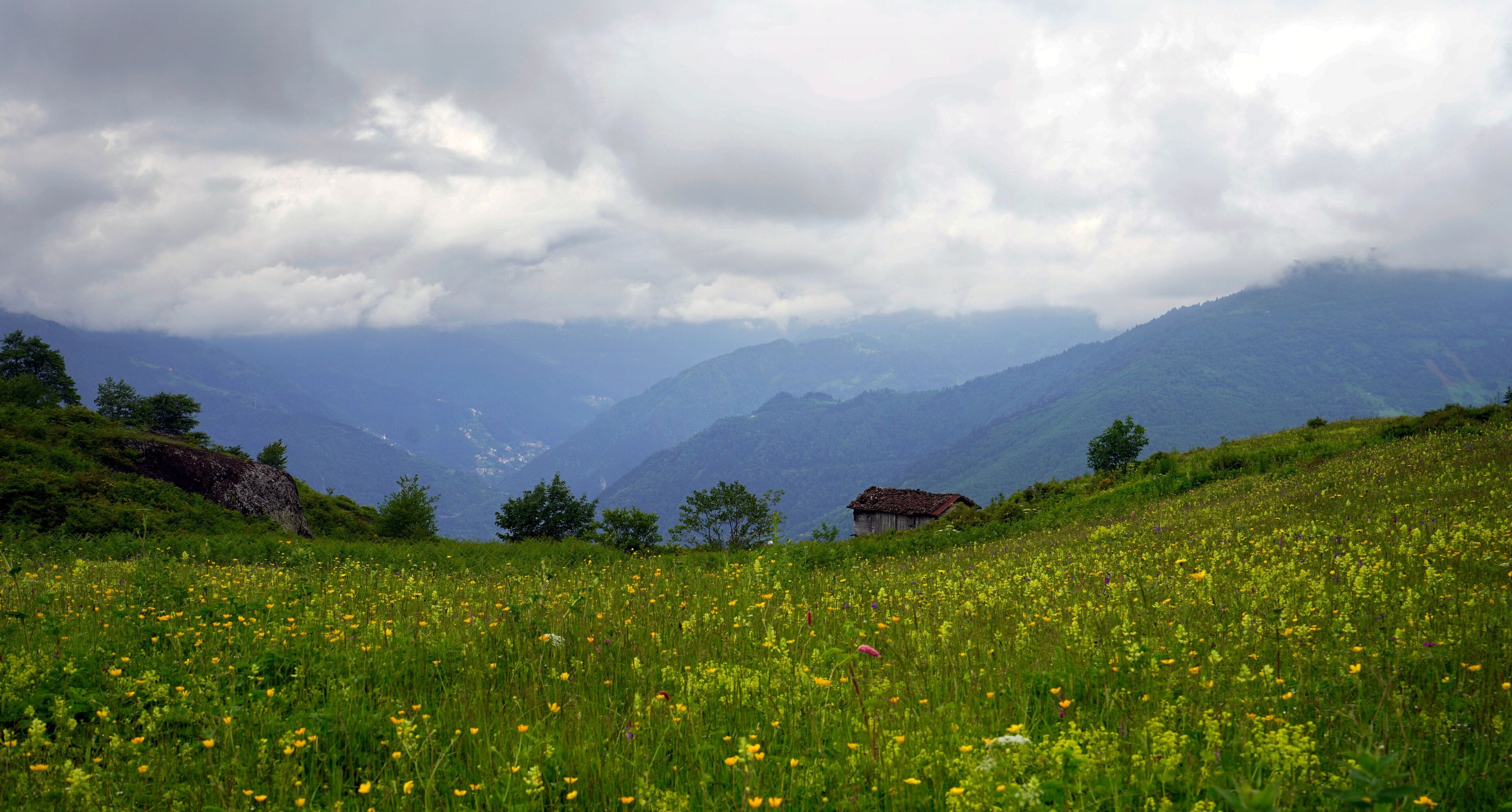 A meadow with wildflowers and a mountain range in the background.