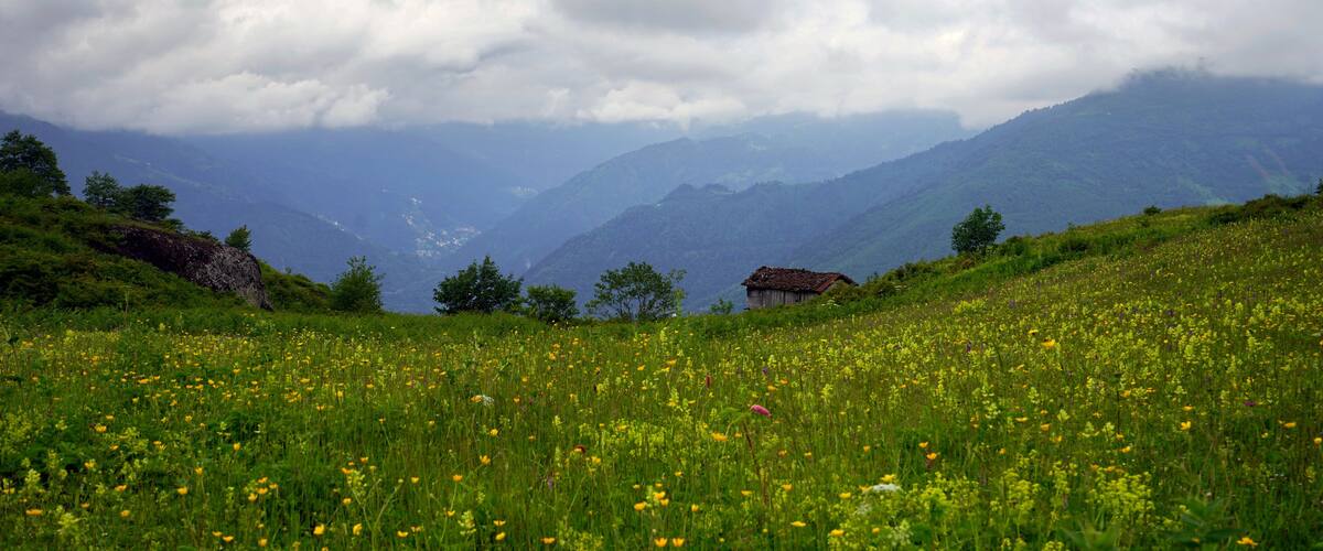 A meadow with wildflowers and a mountain range in the background.