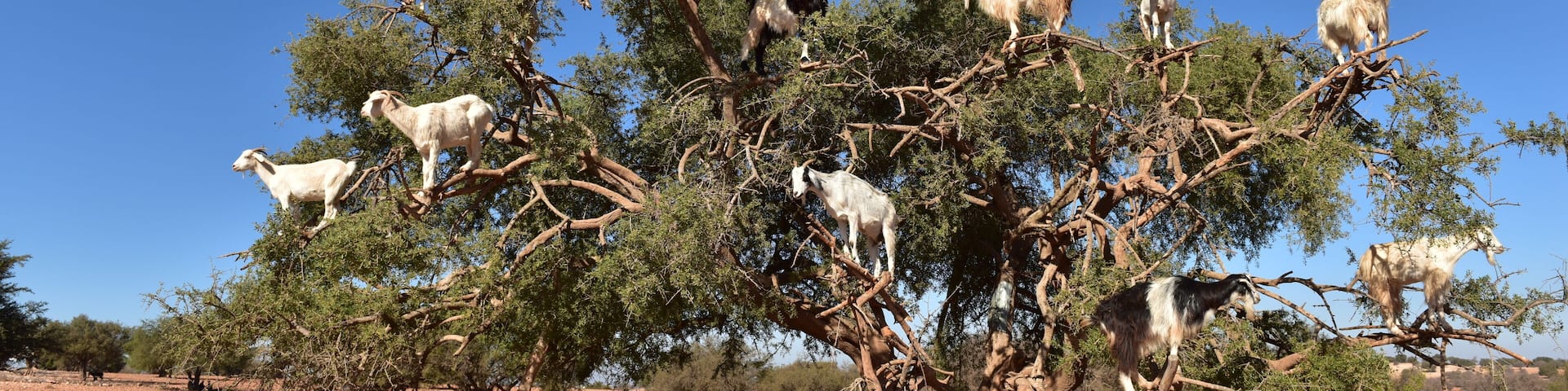 Valle de Argan, Marruecos
