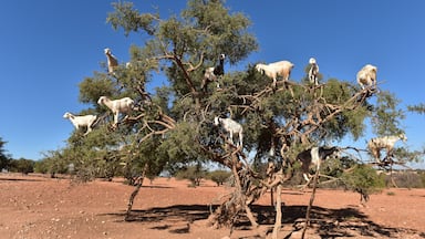 Valle de Argan, Marruecos