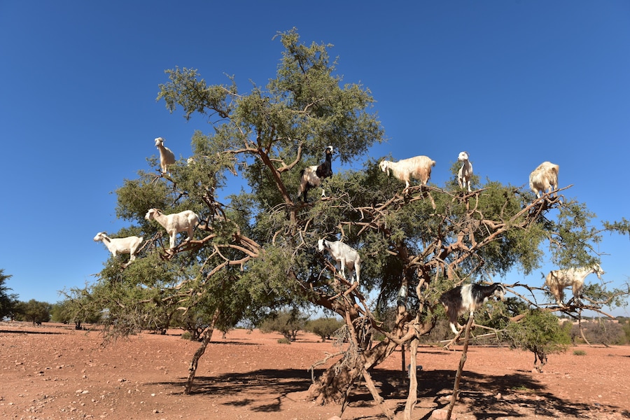 Valle de Argan, Marruecos