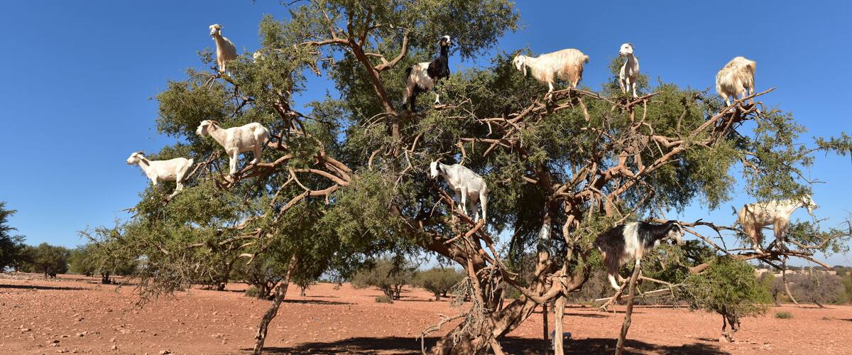 A tree with goats perched on its branches in a desert landscape.