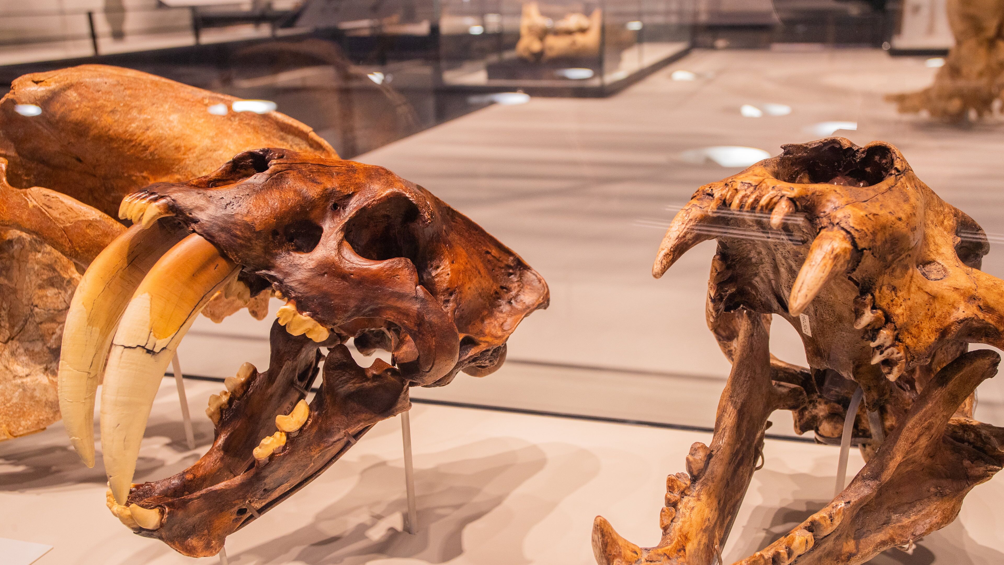 Royal Alberta Museum showing heritage elements