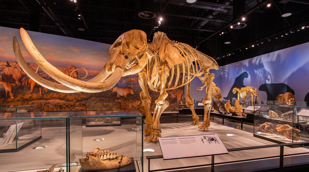 Royal Alberta Museum featuring heritage elements