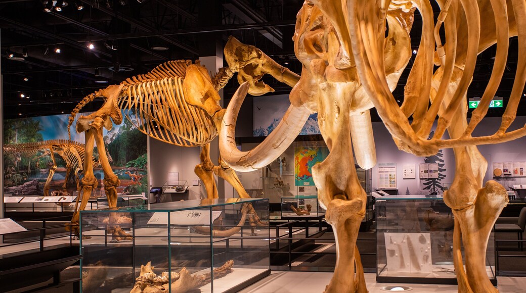 Royal Alberta Museum showing heritage elements