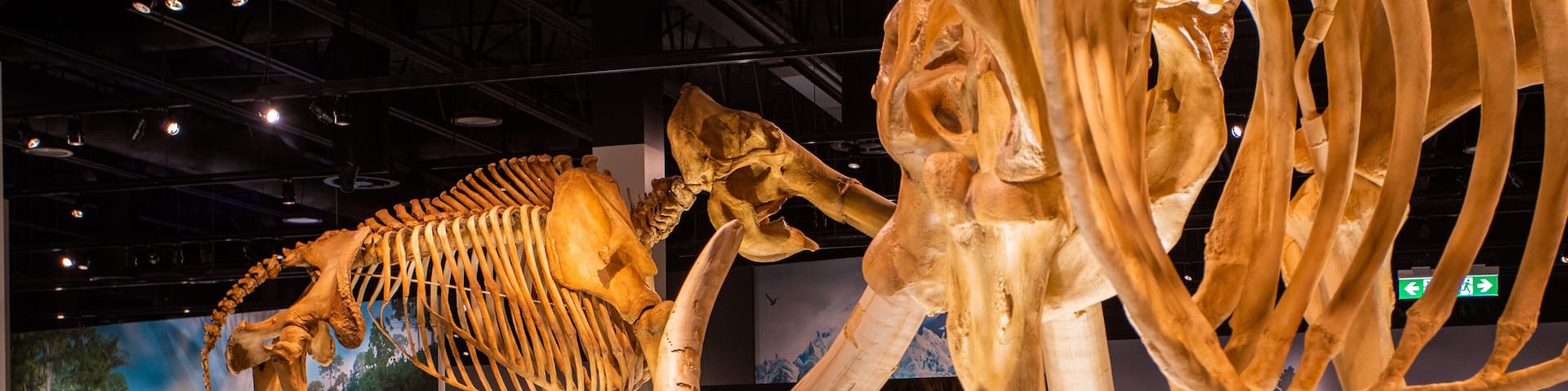 Royal Alberta Museum showing heritage elements