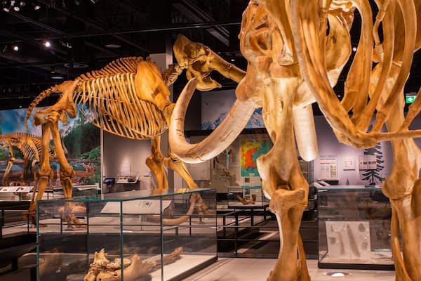 Royal Alberta Museum showing heritage elements