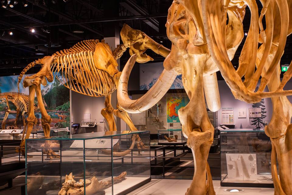 A museum exhibit with dinosaur skeletons, including a large Tyrannosaurus rex and a smaller Velociraptor.