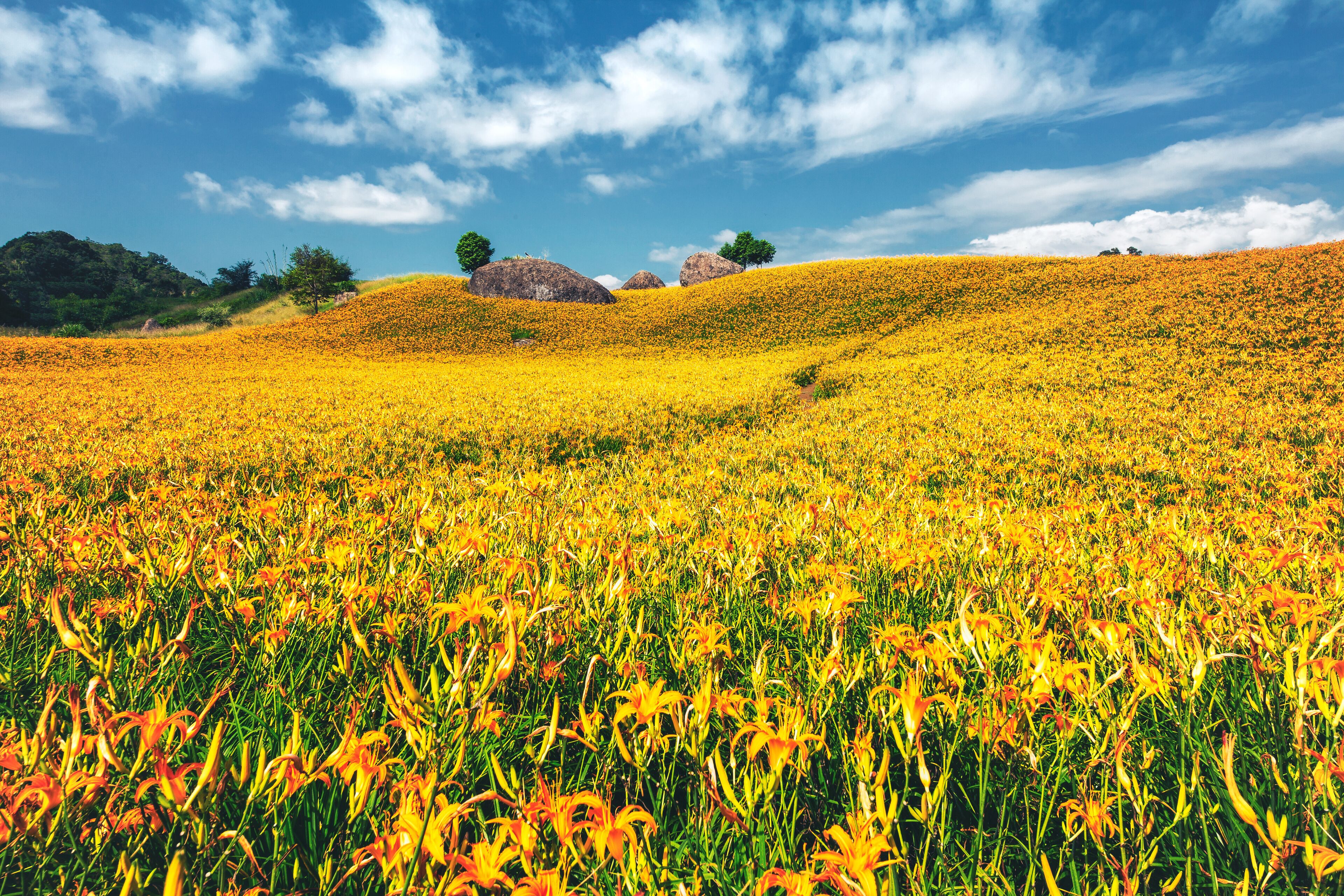 Sea of daylily flowers in Mountain