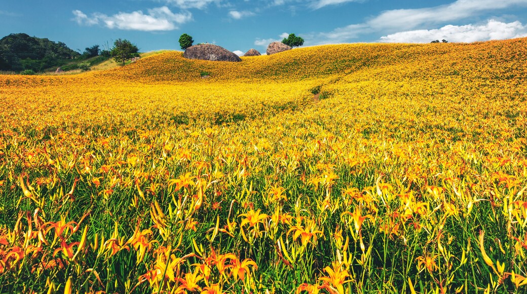 Campo Sea of Flowers