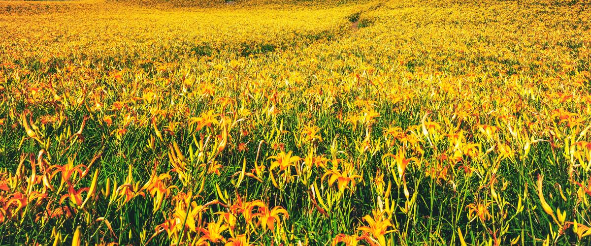 Sea of daylily flowers in Mountain