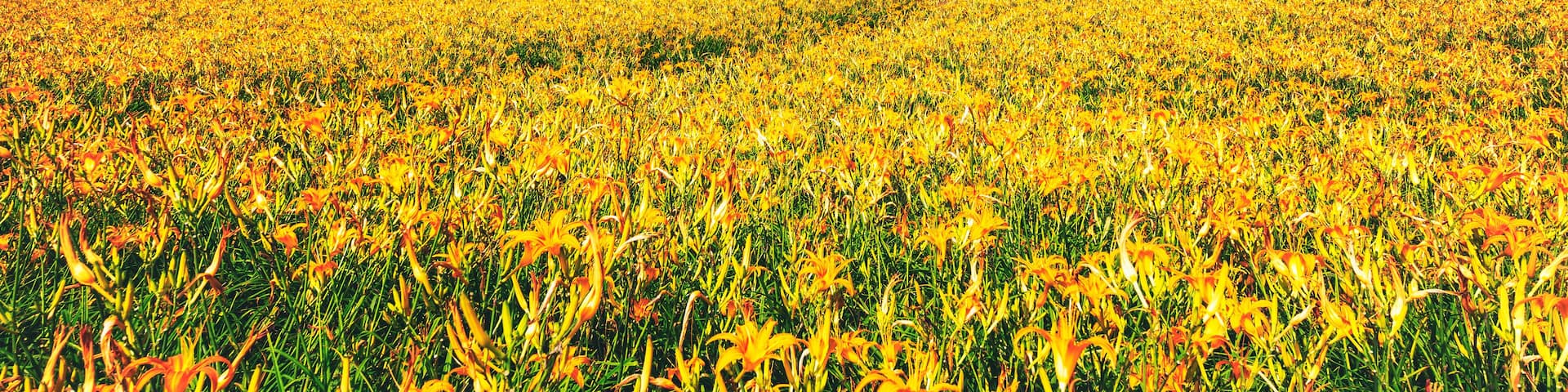 Un campo de flores amarillas con colinas onduladas y un cielo azul despejado.