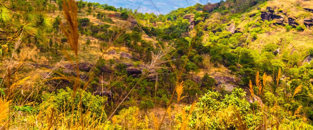 A mountainous landscape with dense greenery and pine trees.