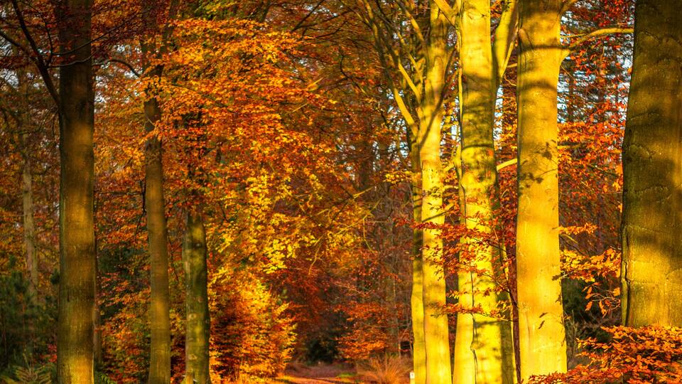 Tree-lined avenue in Mastenbos, Kapellen, during autumn