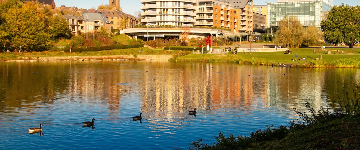 A lake with ducks, surrounded by buildings and trees.