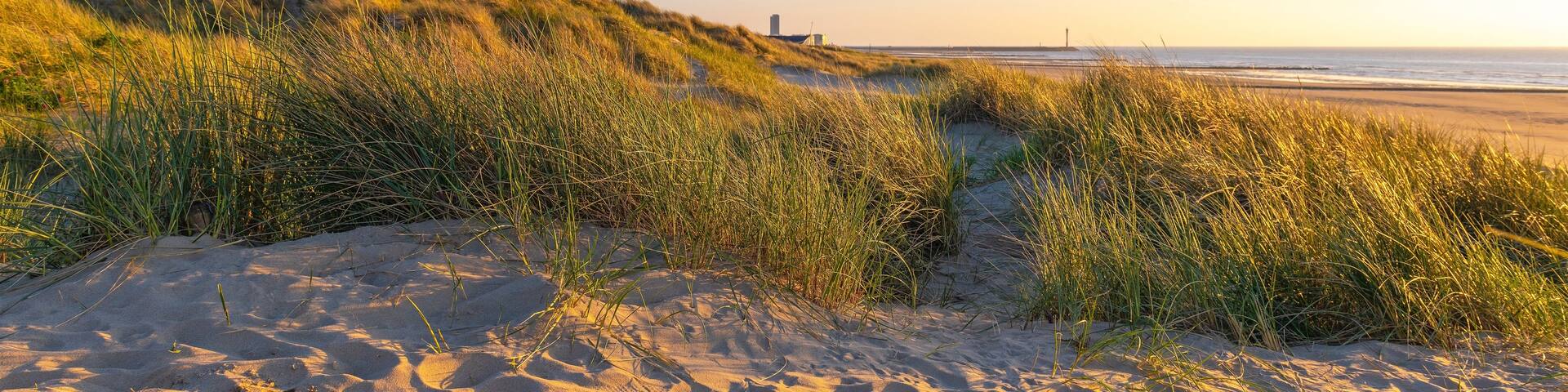 Sand Dunes with grass at sunset by North Sea beach, Oostende (Ostend), Flanders, Belgium.