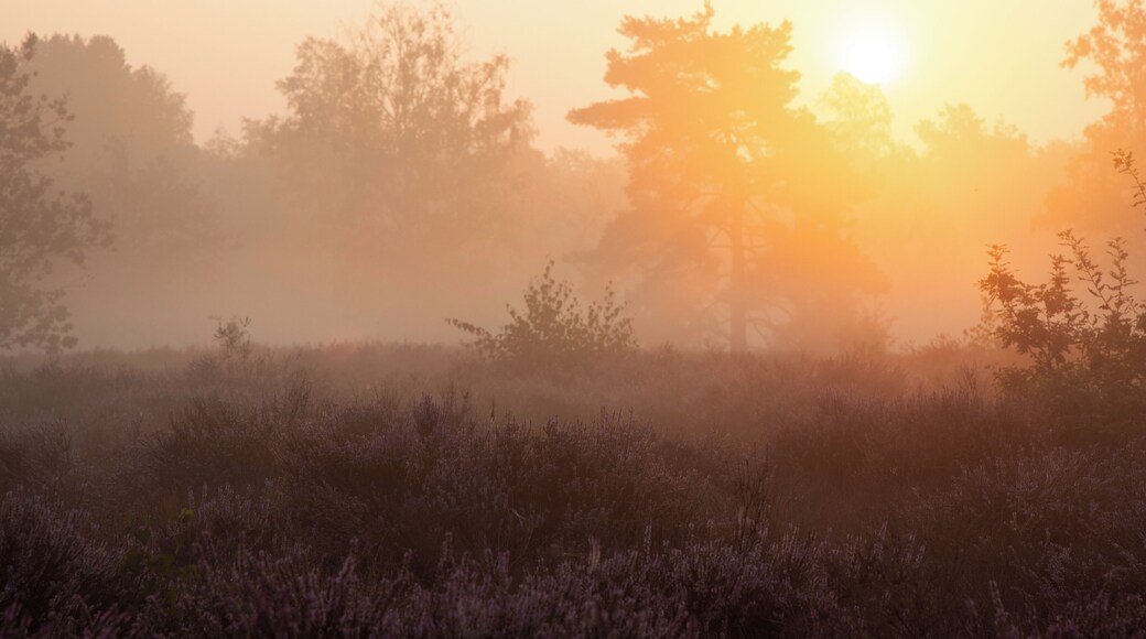 Ris and Shine ! Zonsopkomst op de Kesselse Heide.
#nature #sun #sunrise #mist #early #morning