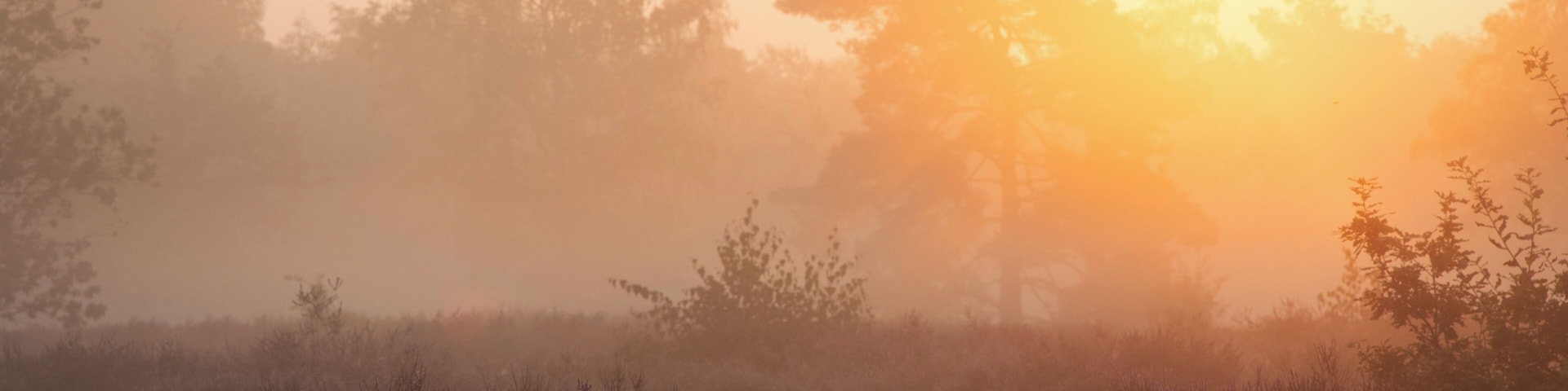Ris and Shine ! Zonsopkomst op de Kesselse Heide.
#nature #sun #sunrise #mist #early #morning