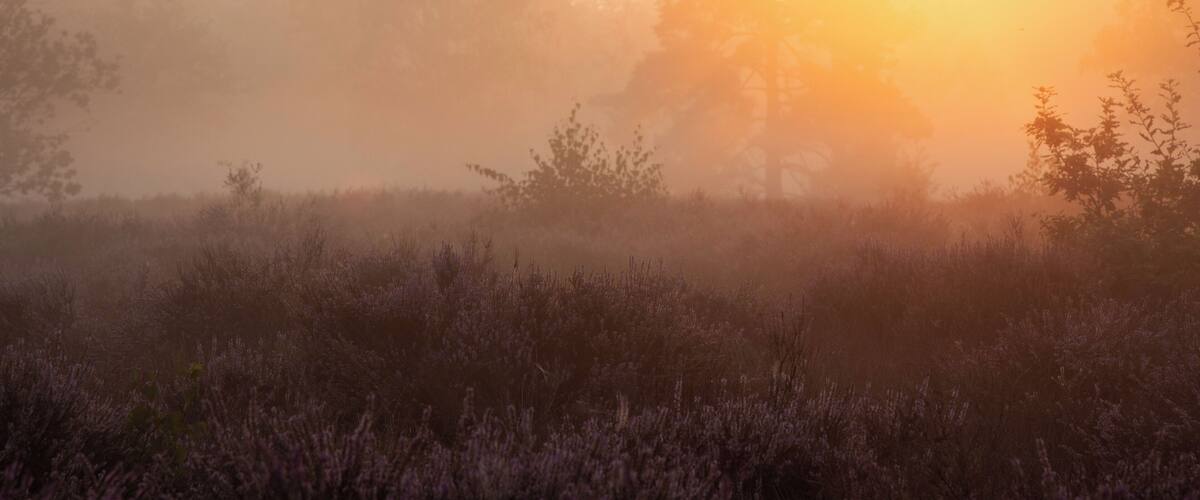 A sunrise over a field with lavender plants and trees in the background.