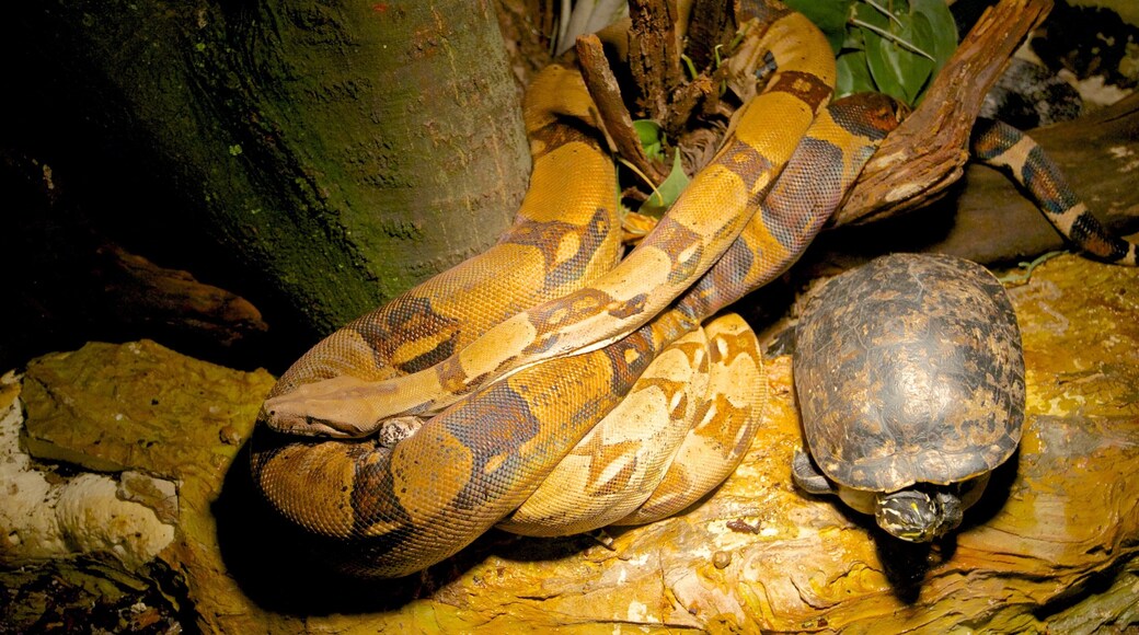 Aquatopia which includes zoo animals, dangerous animals and animals