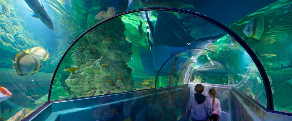 Aquatopia which includes marine life and interior views