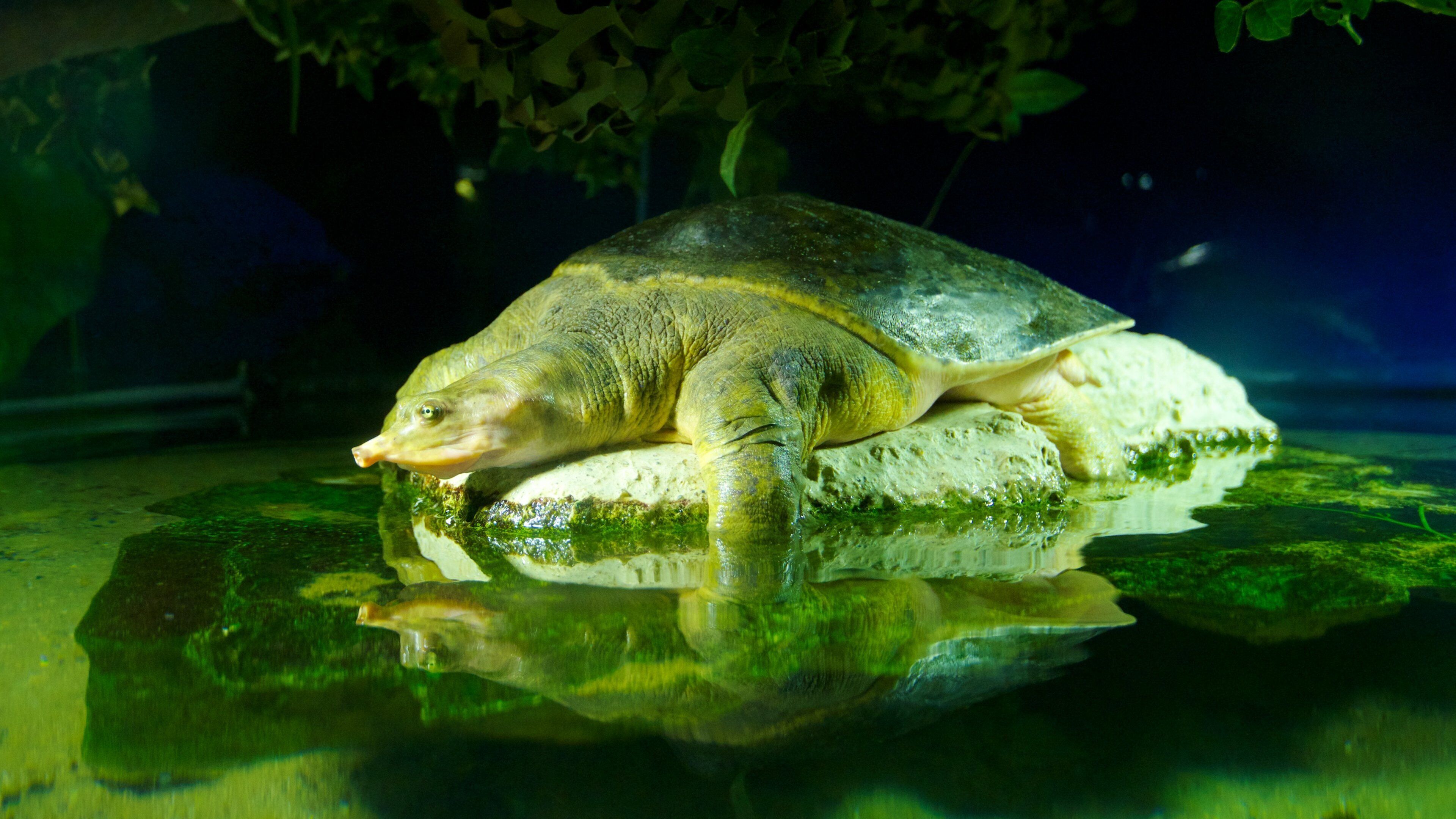 Aquatopia que incluye vista interna y vida marina