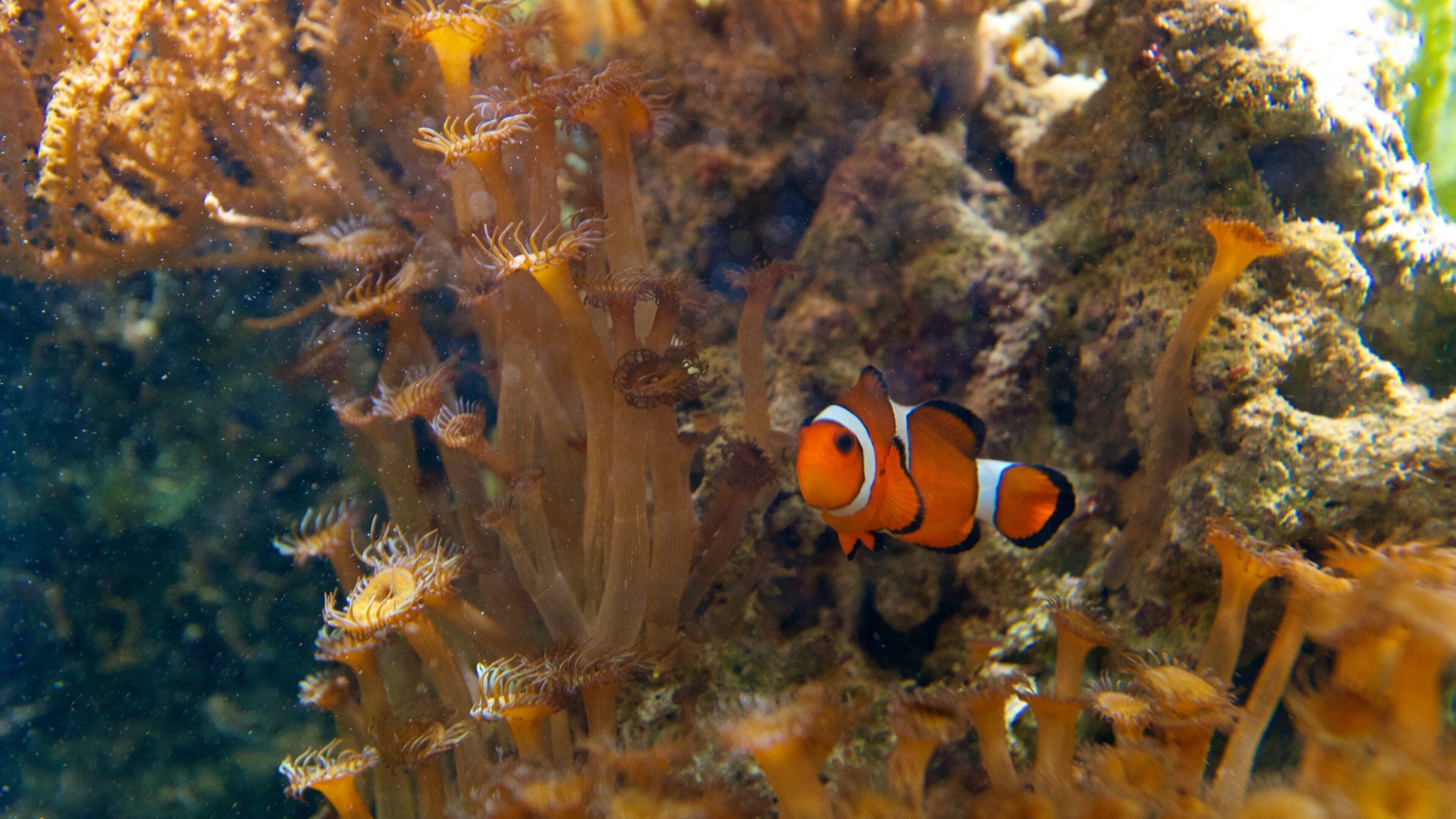 Aquatopia que incluye vida marina