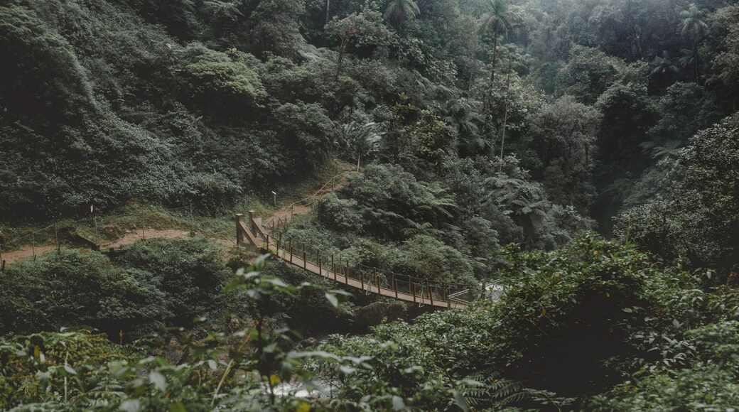 Ponte pencil em meio a floresta densa e intocável da mata atlântica. Ponte transpondo um grande riacho