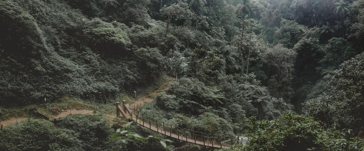 Ponte pencil em meio a floresta densa e intocável da mata atlântica. Ponte transpondo um grande riacho