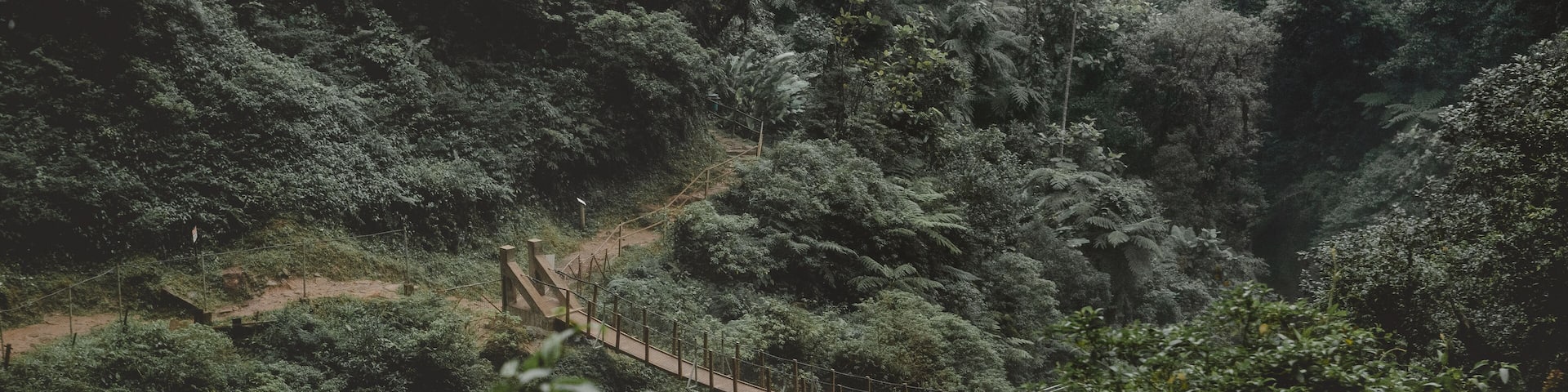 Ponte pencil em meio a floresta densa e intocável da mata atlântica. Ponte transpondo um grande riacho